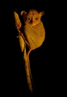 Nartoun zapadosundsky - Tarsius bancanus - Western Horsfields Tarsier o6598